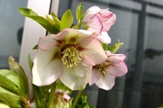 DSCF0991_R