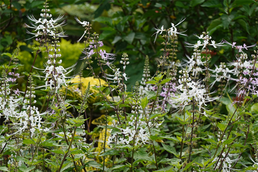 DSC09874_R