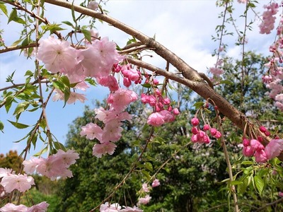 DSCF5336_R