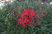 DSCF5884_R