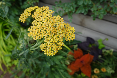 DSC08518_R