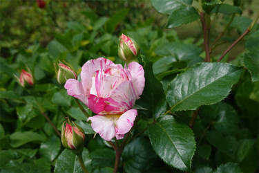 DSC00446_R