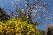 DSCF0526_R