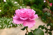 DSCF5873_R