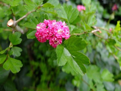 DSCF2648_R