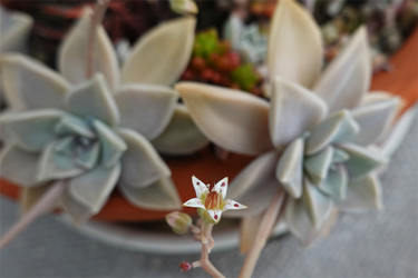 DSC06322_R
