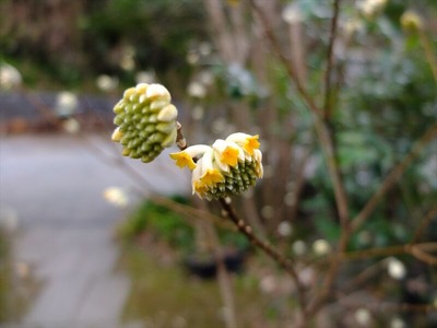 DSCF1193_R
