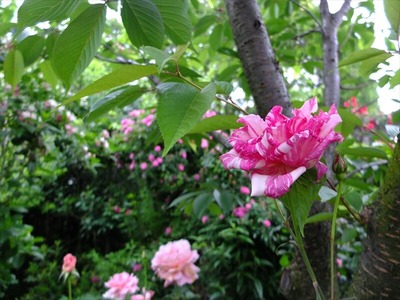 DSCF3108_R