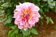 DSCF3883_R