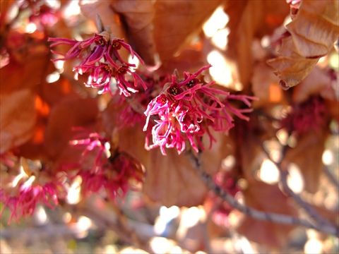 DSCF5508_R