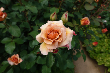 DSC06995_R
