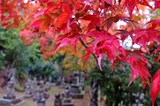 DSCF7497_R