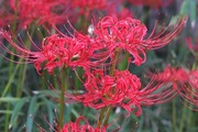 DSCF5773_R