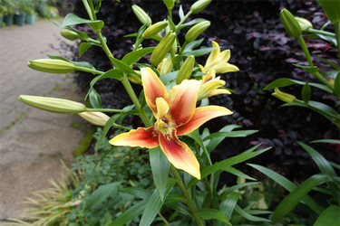 DSC08279_R