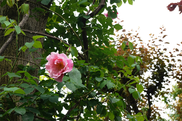 DSC06858_R