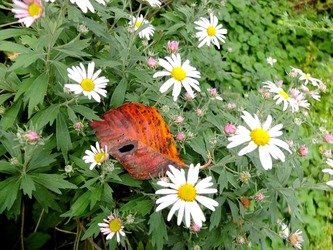 DSCF6520_R