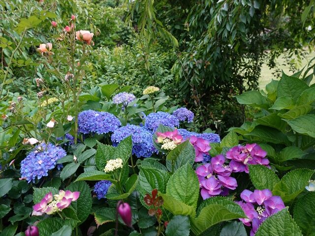 藍川京 の部屋 横浜イングリッシュガーデン アジサイ カシワバアジサイ Livedoor Blog ブログ