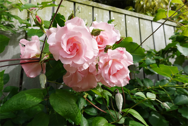 DSC07669_R