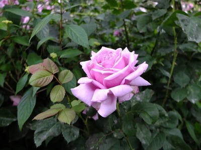 DSCF3386_R