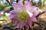 DSCF0109_R
