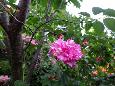 DSCF3107_R