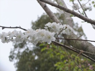 DSCF8662_R
