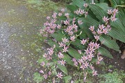 DSCF6957_R