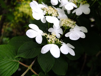 DSCF2442_R