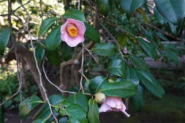 DSC00508_R