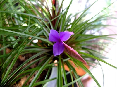 DSCF5391_R