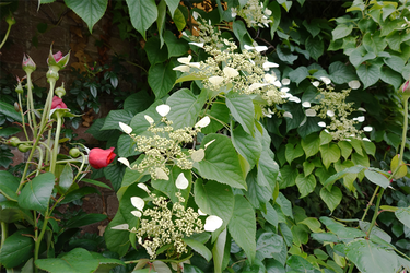 DSC02004_R