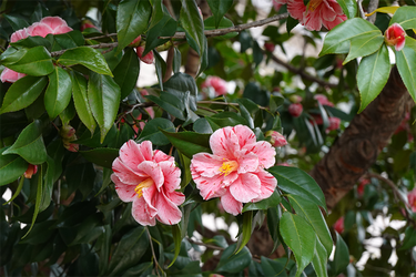 DSC00614_R