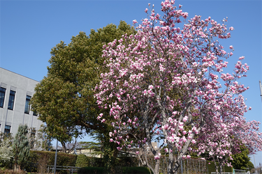 DSC00559_R