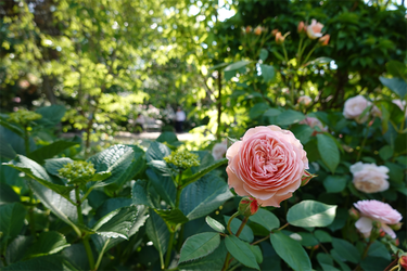 DSC07733_R