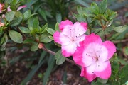 DSCF2451_R