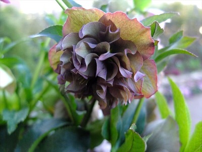DSCF4771_R