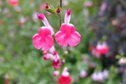 DSCF2064_R