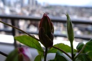 DSCF5550_R