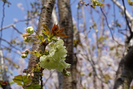 DSC04921_R