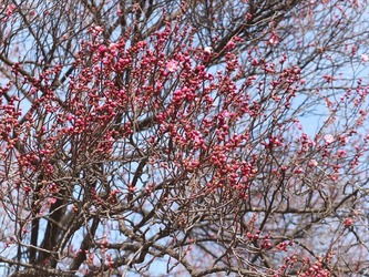 DSCF4282_R