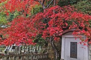 DSCF7485_R