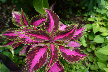 DSC08846_R