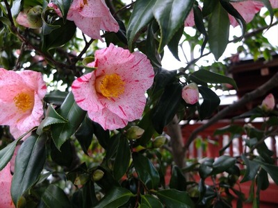 DSCF1207_R