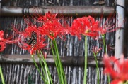 DSCF6304_R