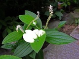 DSCF2679_R