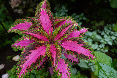 DSC08529_R