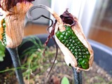 DSCF2717_R
