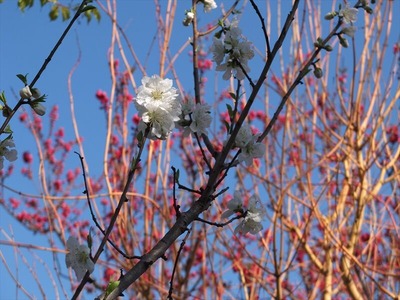DSCF4589_R