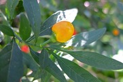 DSCF5431_R