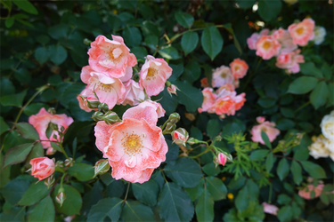 DSC07745_R